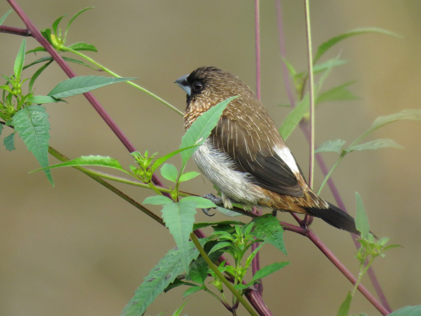 image White-rumped Munia